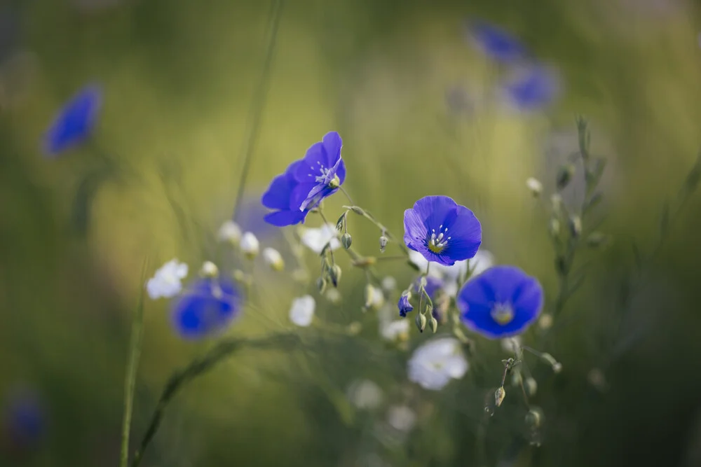 Flachs Blüten in der Sommersonne - fotokunst von Nadja Jacke