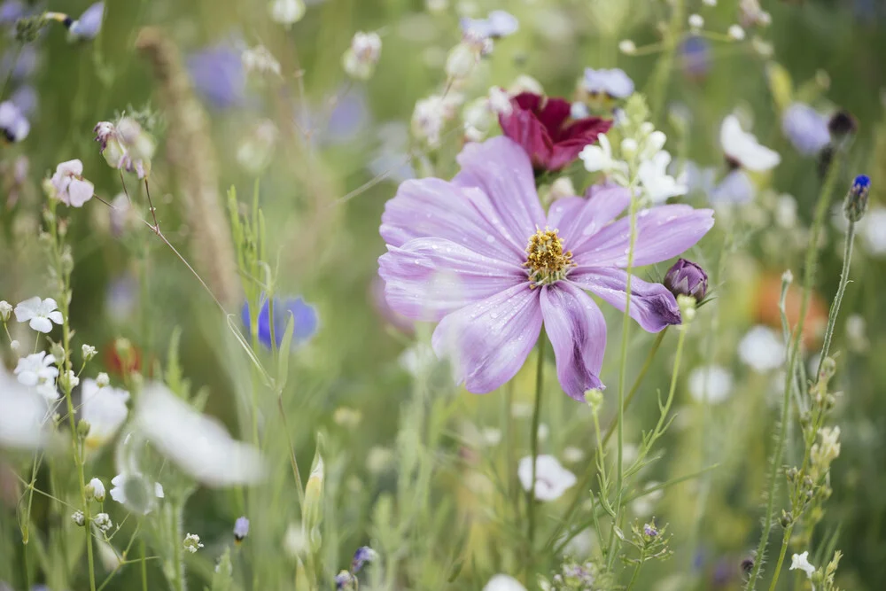Sommerblumenwiese mit Wildblumen - fotokunst von Nadja Jacke