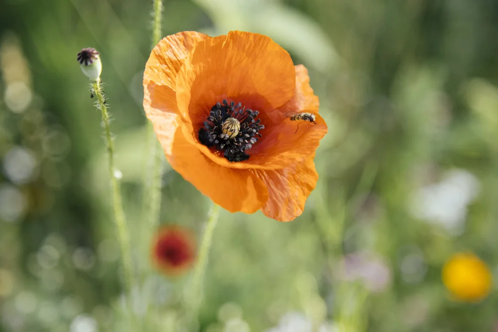 Mohnblüte mit Schwebefliege in der Sommersonne - fotokunst von Nadja Jacke