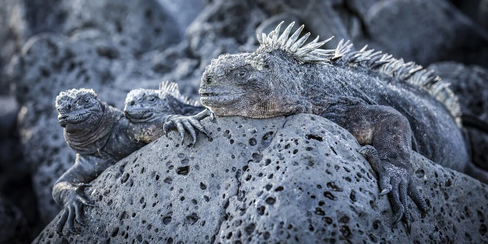 Iguana Familiy - Fineart photography by Andreas Adams