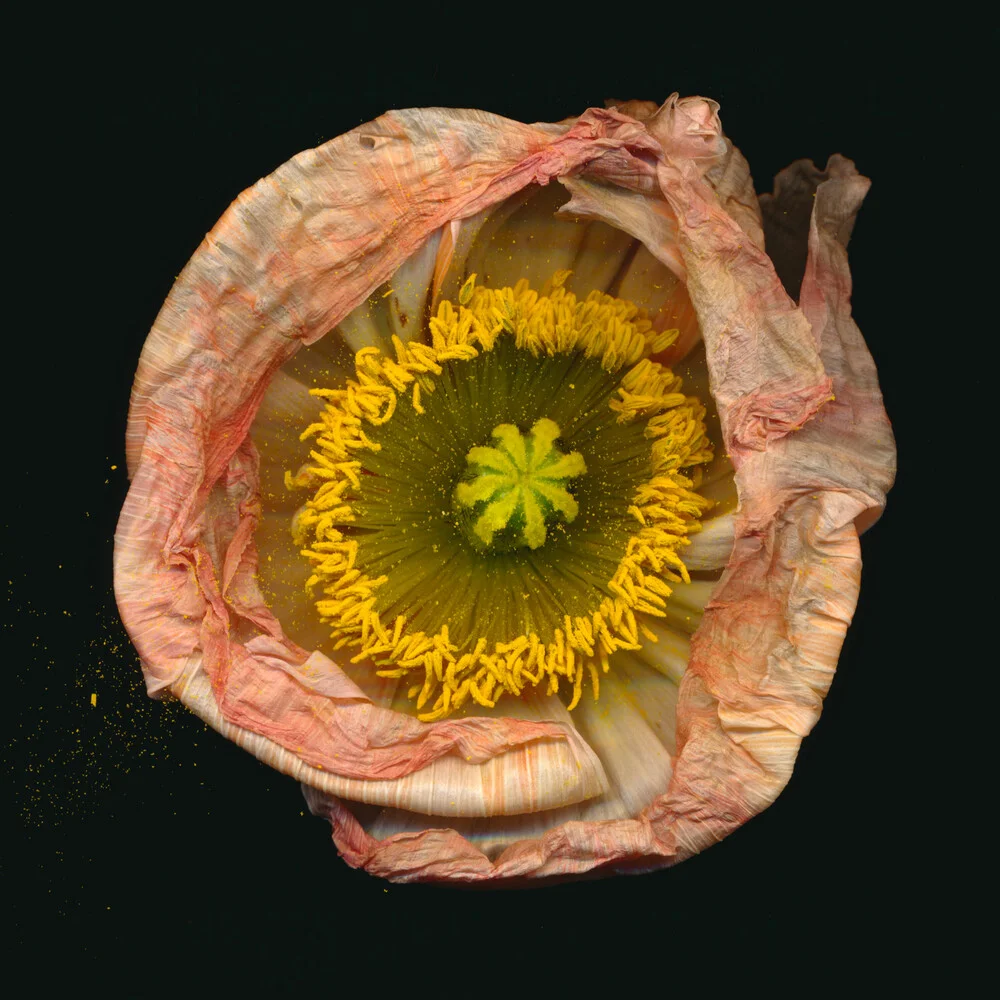 Poppy - Fineart photography by Ramona Reimann