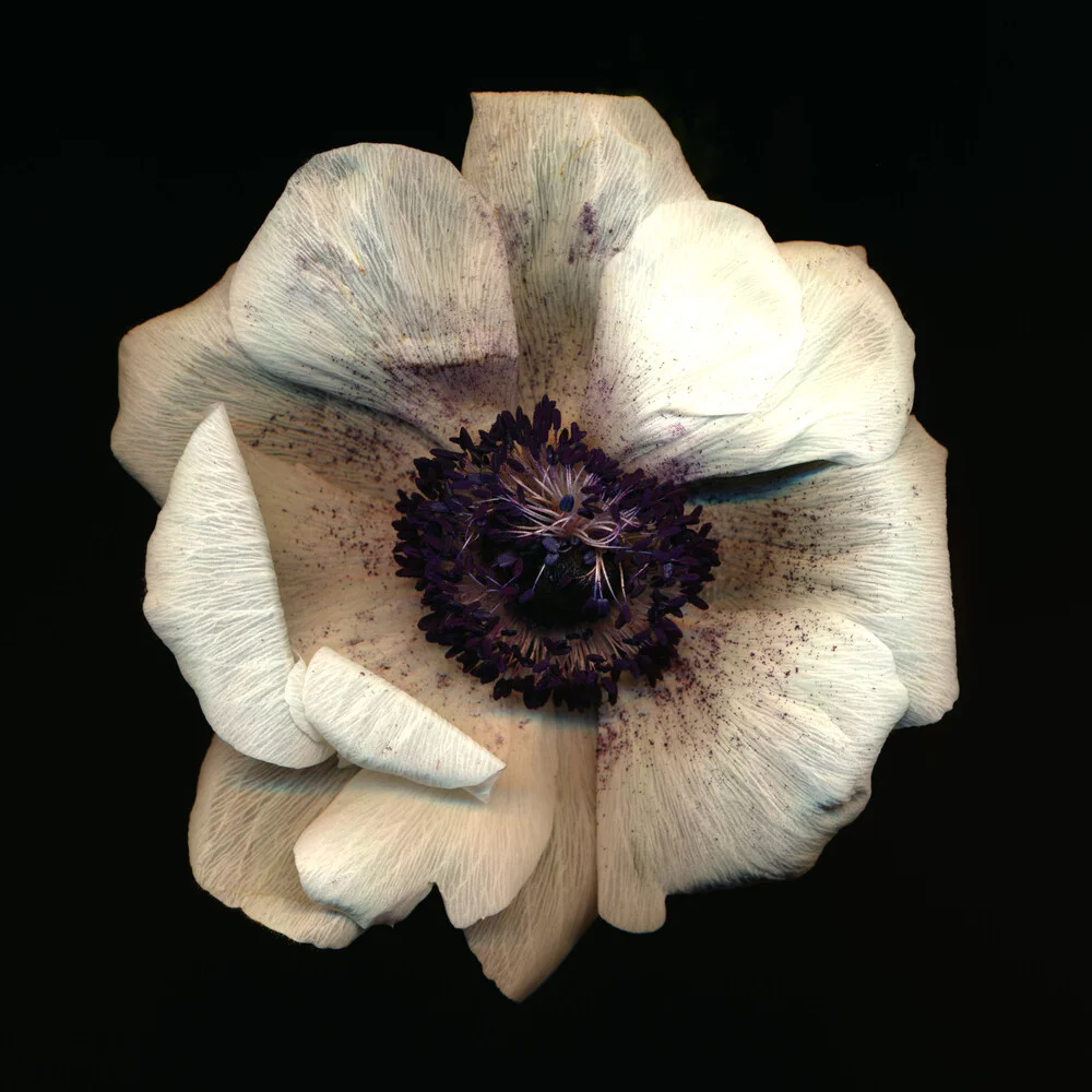 Anemones - Fineart photography by Ramona Reimann