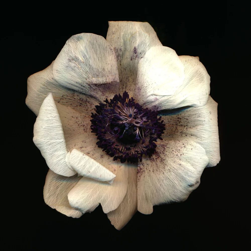 Anemone - fotokunst von Ramona Reimann