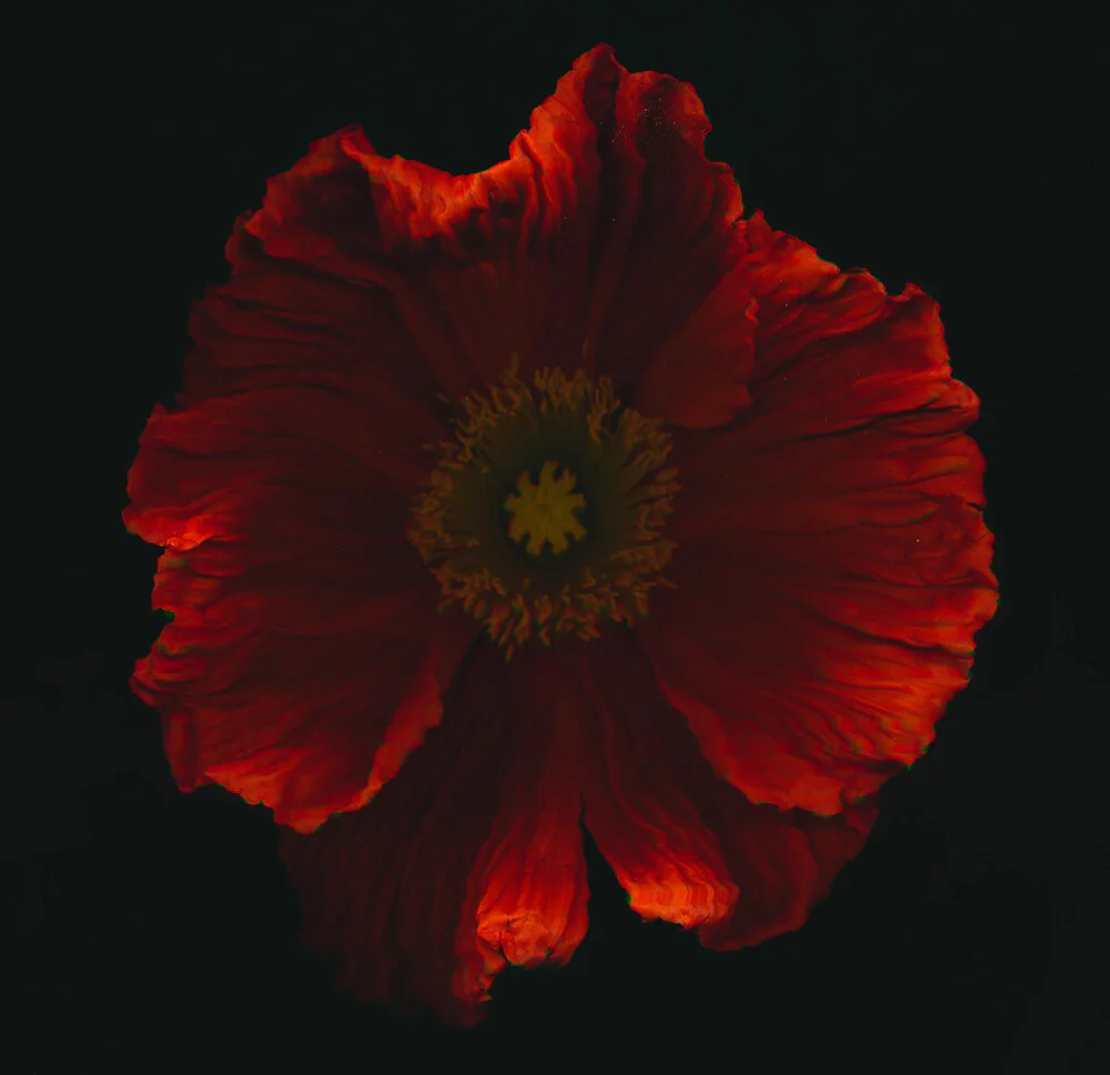 red poppy - Fineart photography by Ramona Reimann