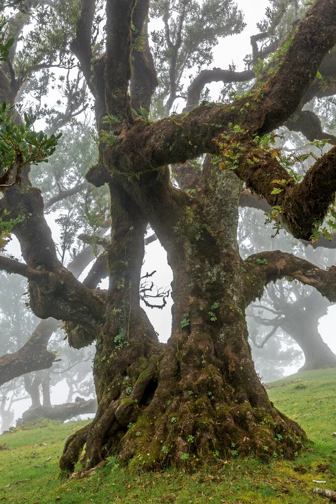 Z A U B E R B A U M - fotokunst von Thomas Herzog