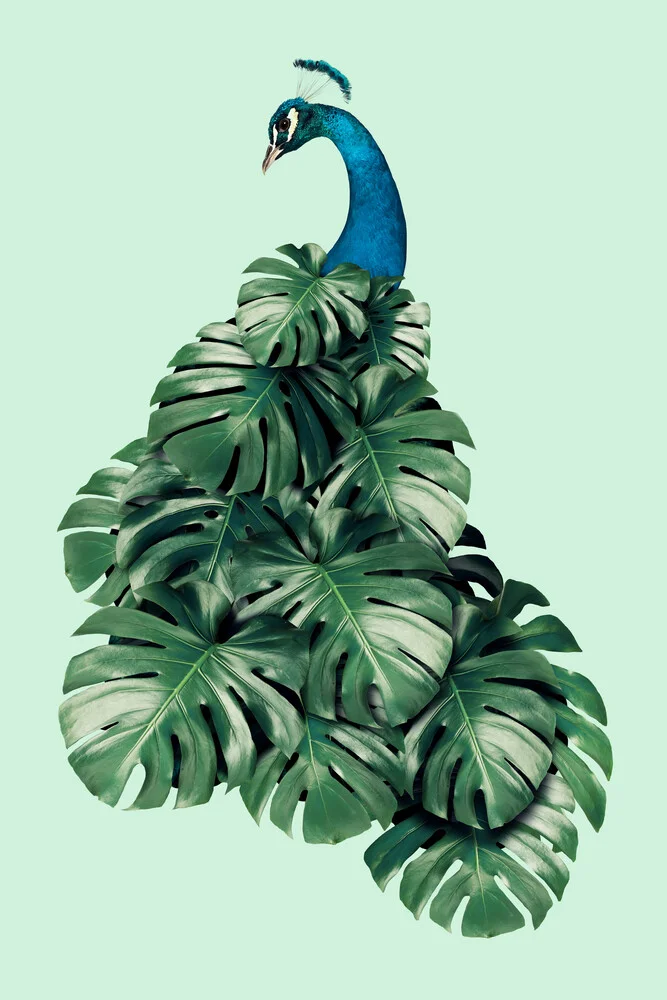 Monstera Vogel - fotokunst von Jonas Loose