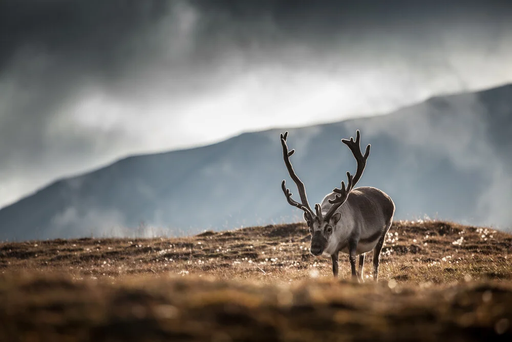 The Reindeer - fotokunst von Sebastian Worm