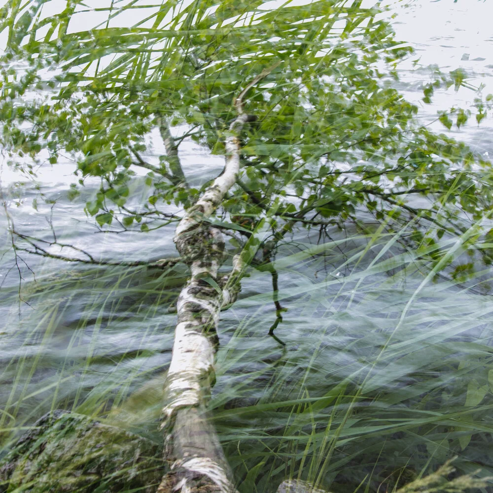 Birke über dem Steinhuder Meer mit Gras - fotokunst von Nadja Jacke