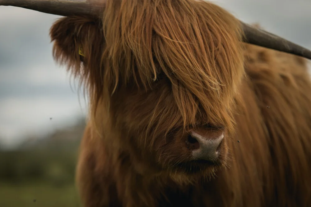 Scotland Cattle - Fineart photography by Tiago Sales