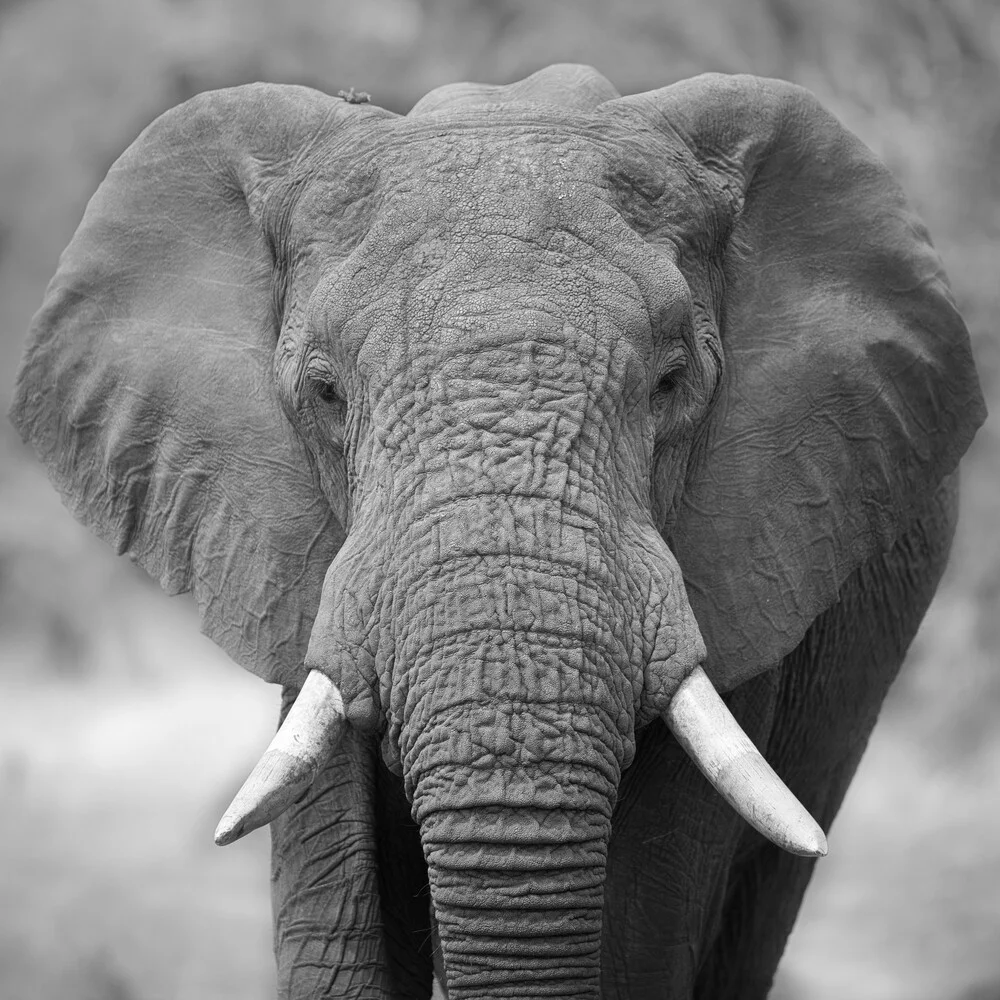 Elefant in der Khwai Konzession in Botswana - fotokunst von Dennis Wehrmann