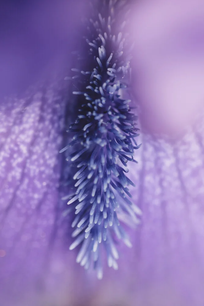 Das Innere einer Schwertlilie - fotokunst von Nadja Jacke