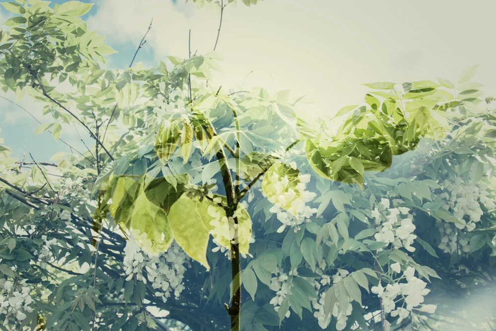 Wisteria in May, double exposure - Fineart photography by Nadja Jacke