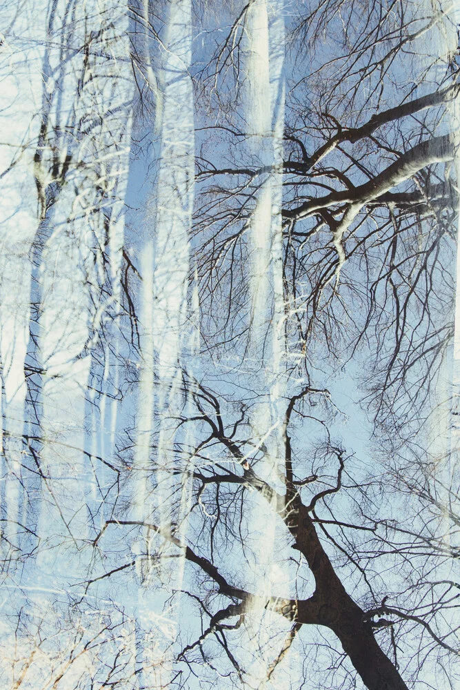 Bald beech forest against cloudless sky - Fineart photography by Nadja Jacke