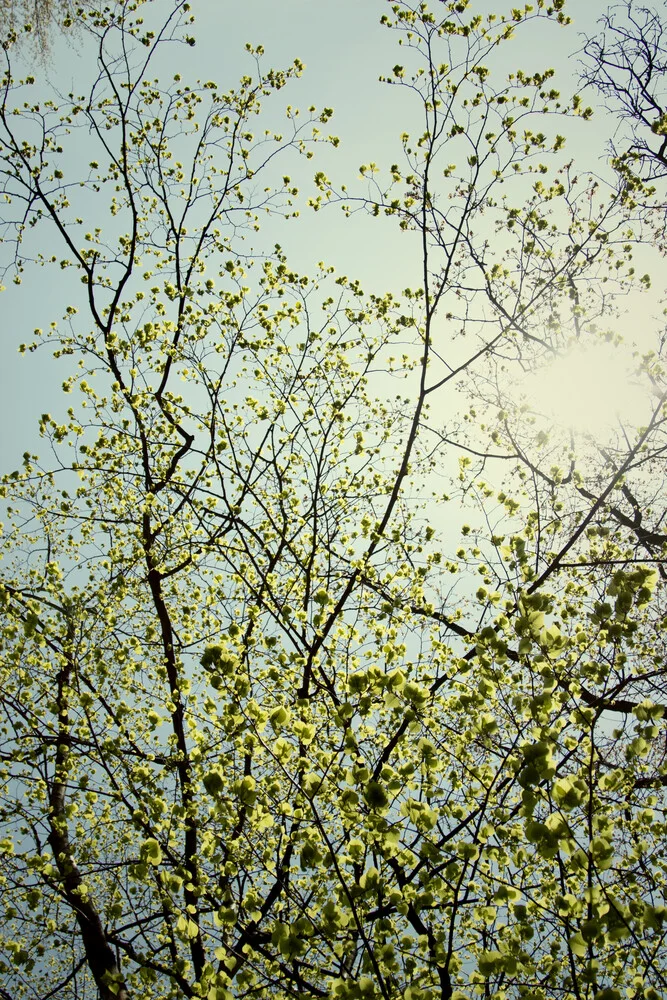 Fresh tender foliage of beech in the sunlight. - Fineart photography by Nadja Jacke