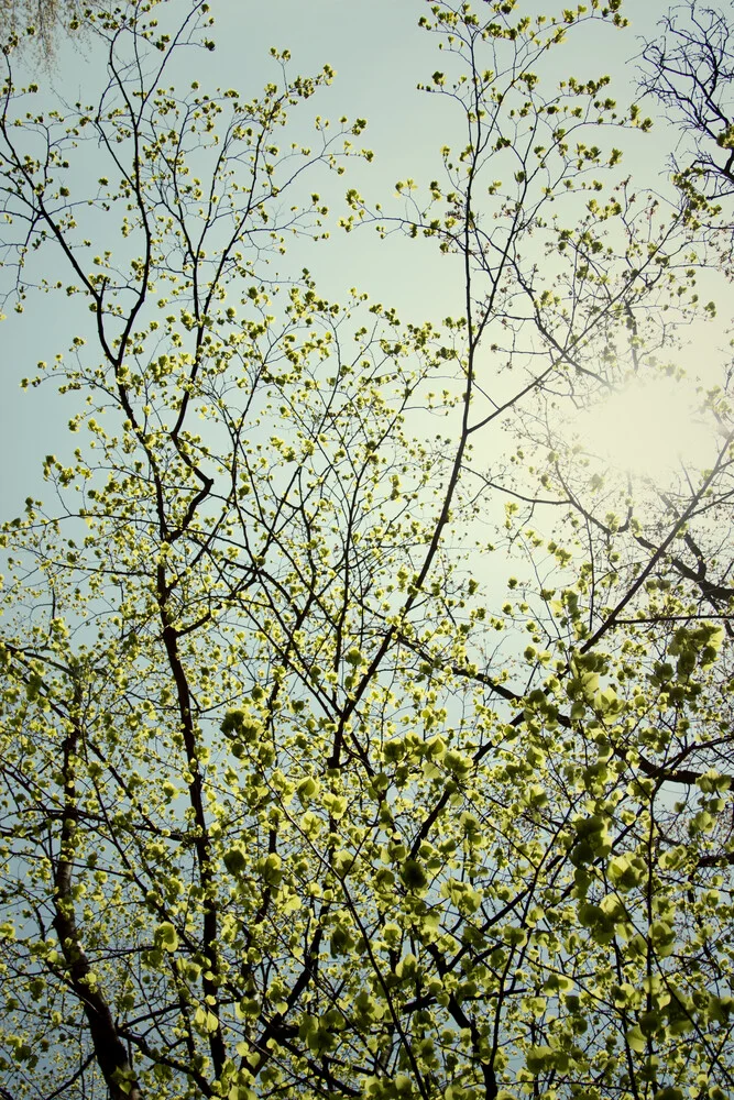 Frisches zartes Laub der Rotbuche im Sonnenlicht. - fotokunst von Nadja Jacke