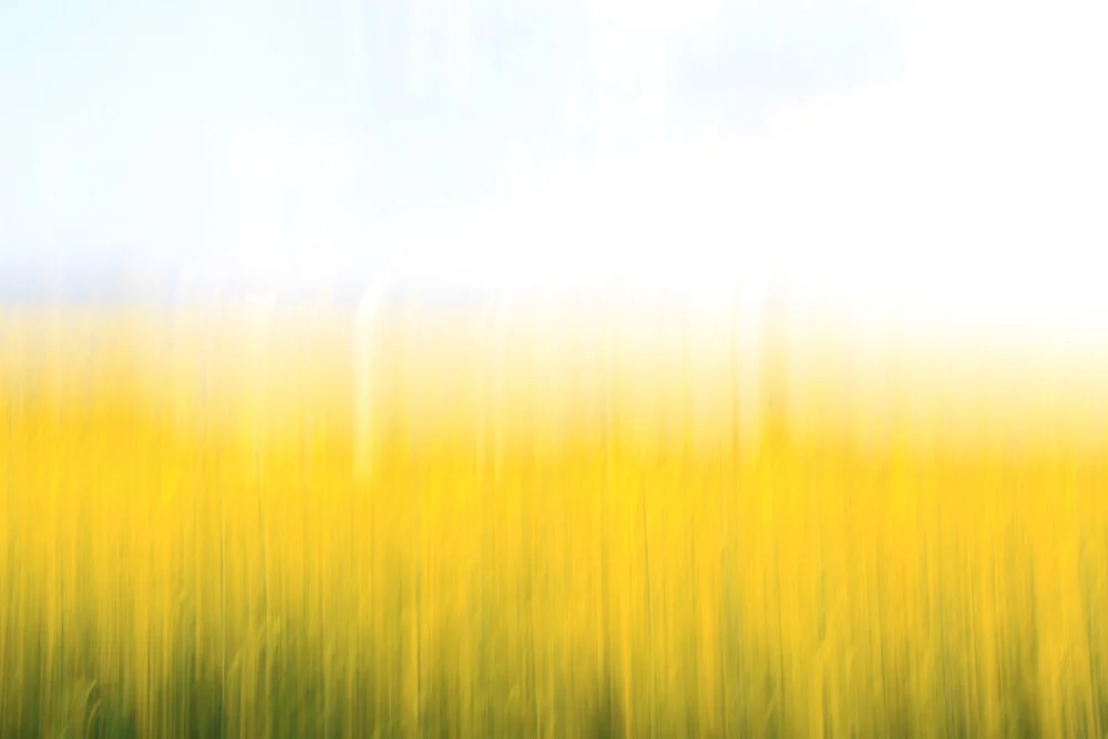 fields of gold 99 - fotokunst von Steffi Louis