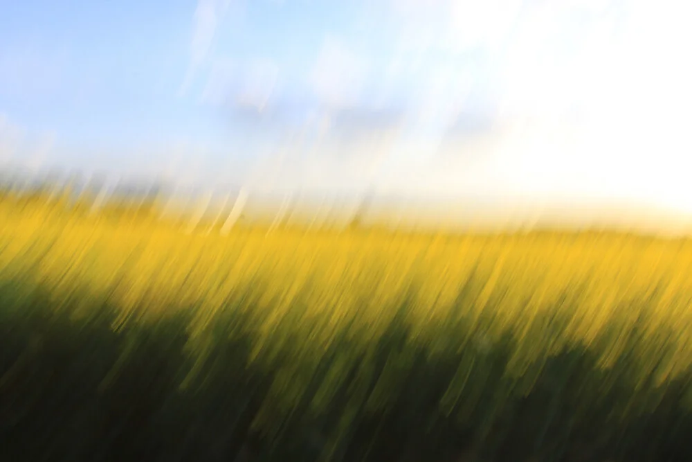 fields of gold 89 - Fineart photography by Steffi Louis