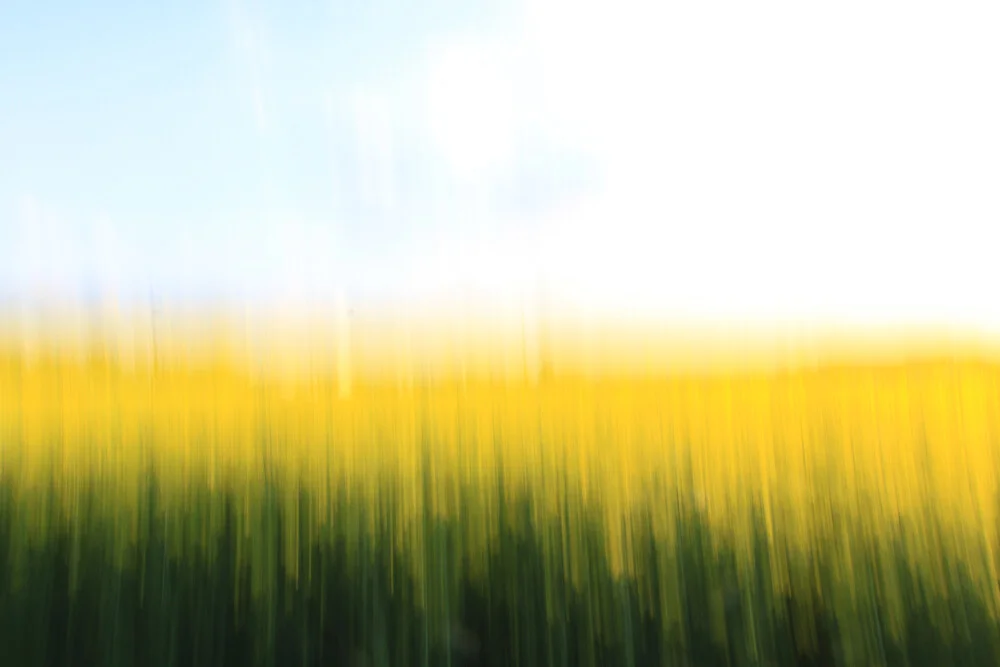 fields of gold 01 - fotokunst von Steffi Louis