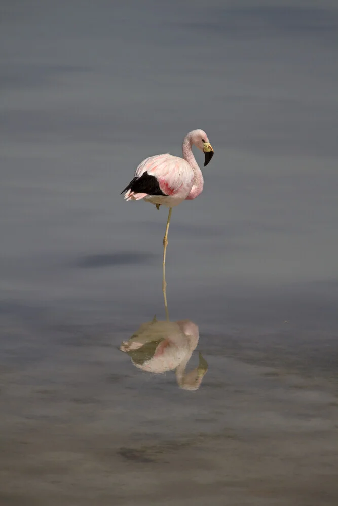 James-Flamingo - fotokunst von Dirk Heckmann