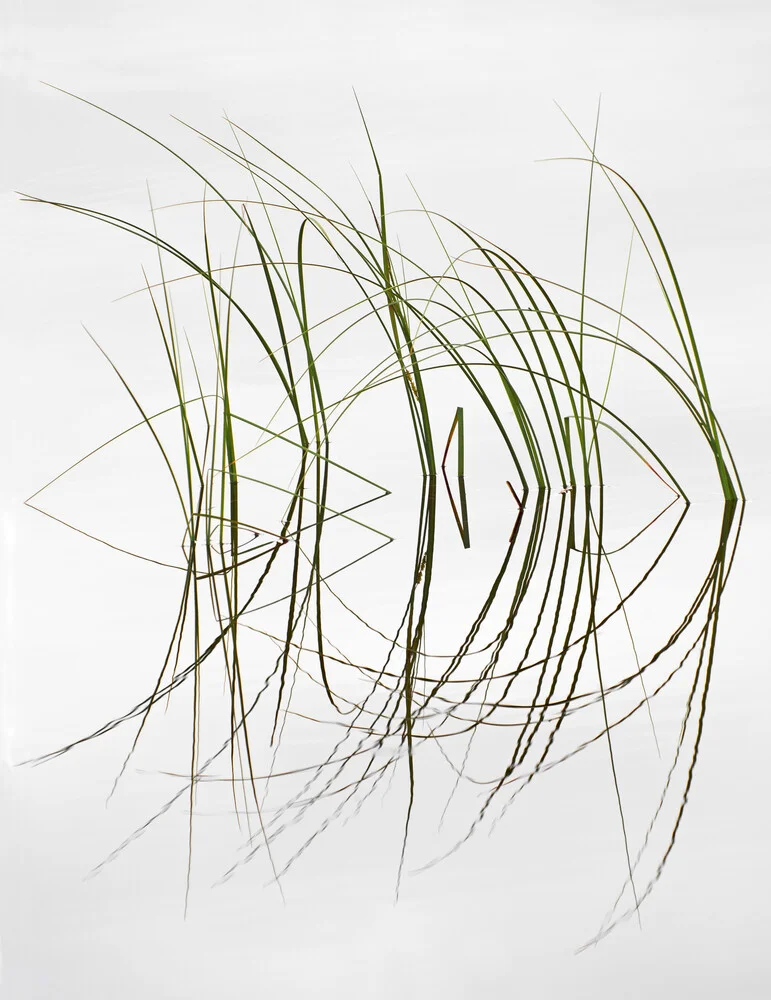 Water grass - Fineart photography by Dirk Heckmann