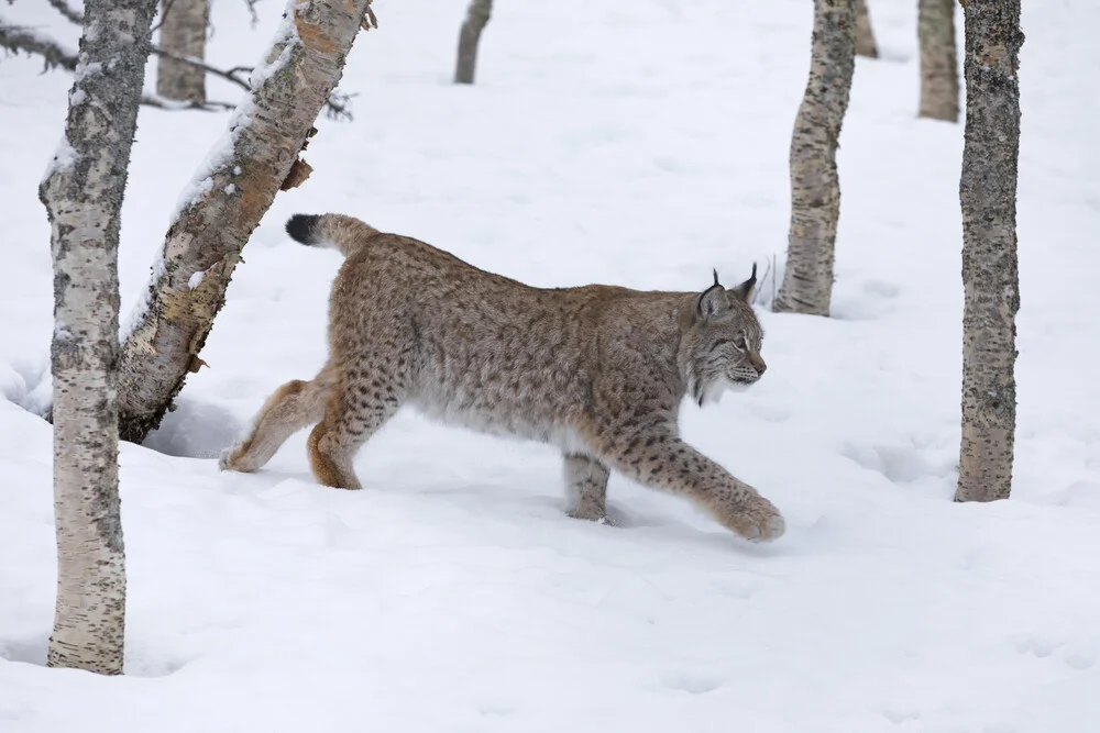 Lynx in winter landscape - Fineart photography by Dirk Heckmann