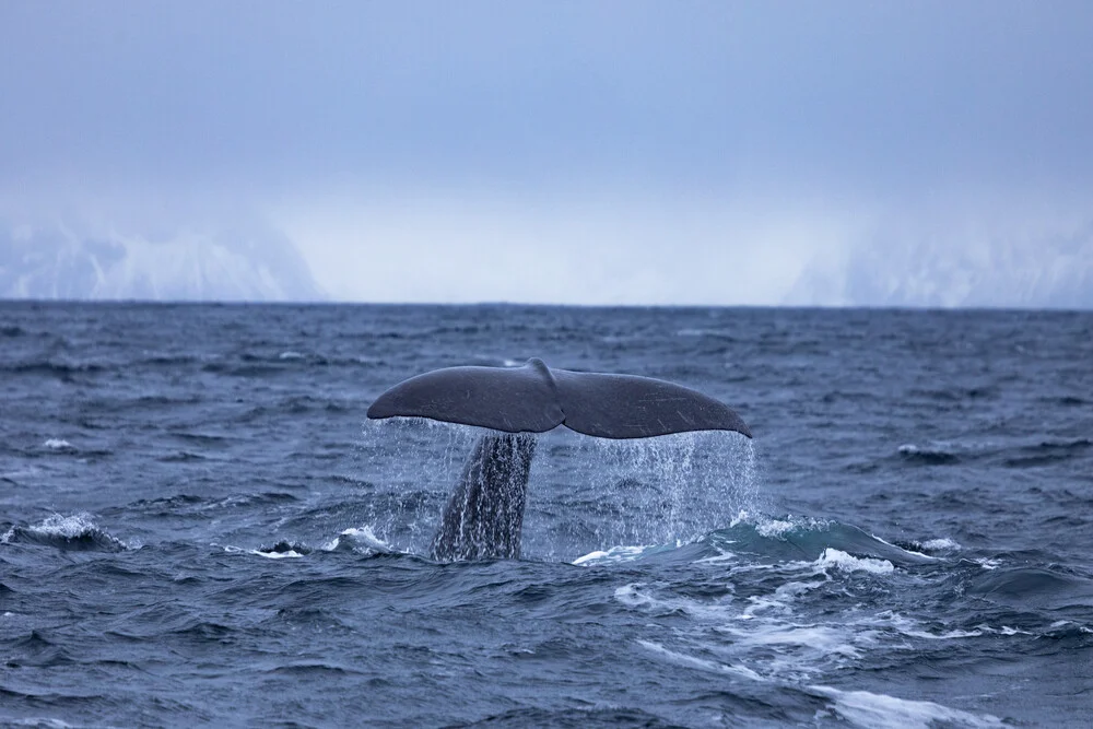Sperm whale fluke - Fineart photography by Dirk Heckmann