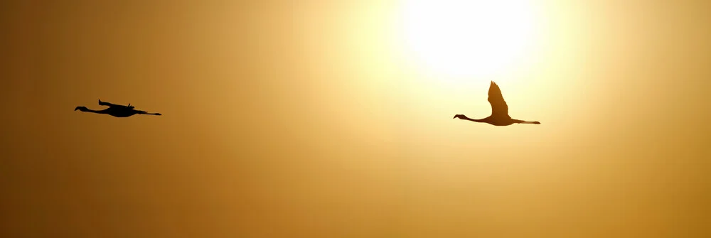 Flamingos im Flug - fotokunst von Dirk Heckmann