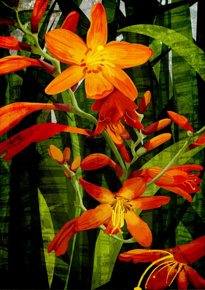 Crocosmia - fotokunst von Katherine Blower