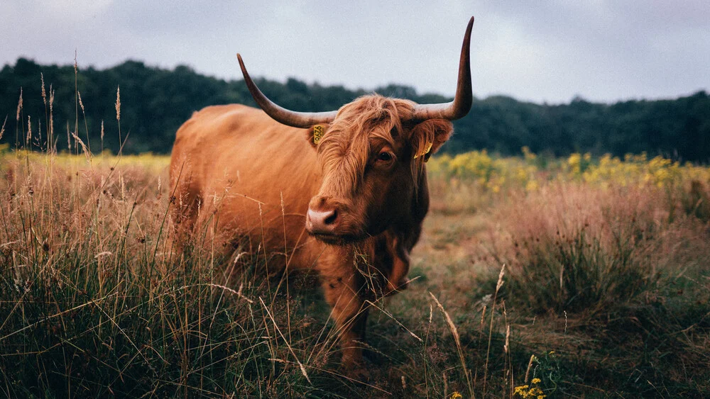 Majestic Highland Cattle - Fineart photography by Joshua A. Hoffmann
