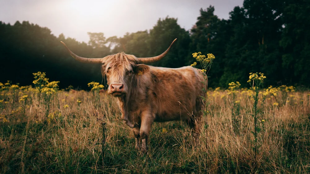 Characterportrait of Highland Cattle - Fineart photography by Joshua A. Hoffmann