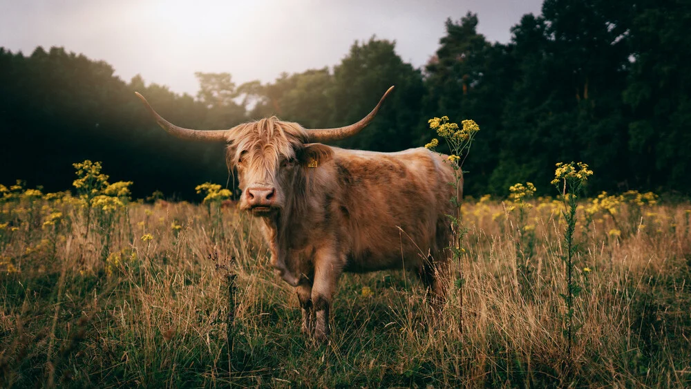 Charakterportrait eines Hochlandrinds - fotokunst von Joshua A. Hoffmann