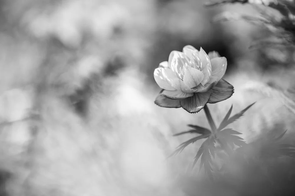 Buttercup B&W - fotokunst von Sebastian Worm