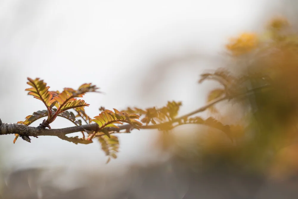 Autumn branch - fotokunst von Sebastian Worm