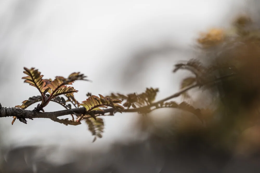 Mountain ash II - fotokunst von Sebastian Worm