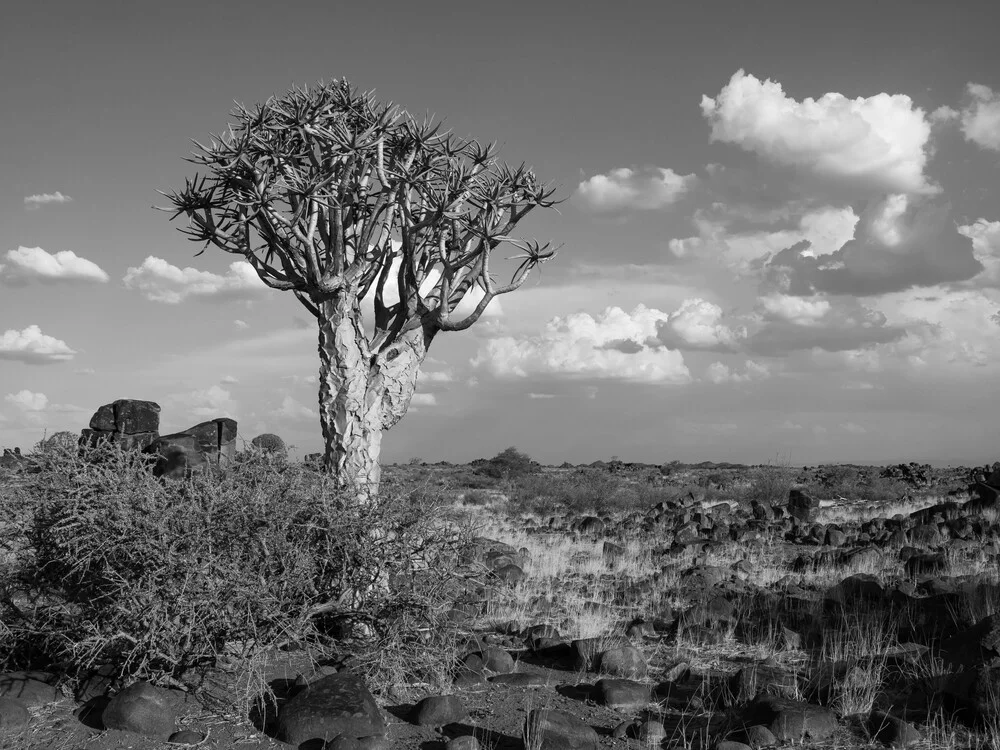 Lonley Quiver Tree - fotokunst von Phyllis Bauer