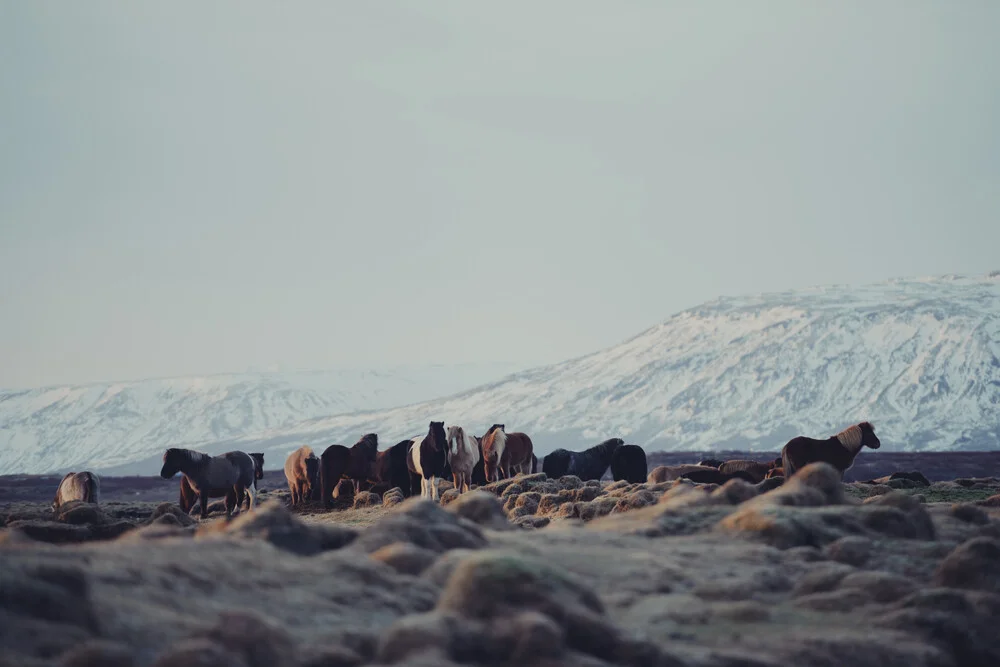 Islandpferde - fotokunst von Pascal Deckarm