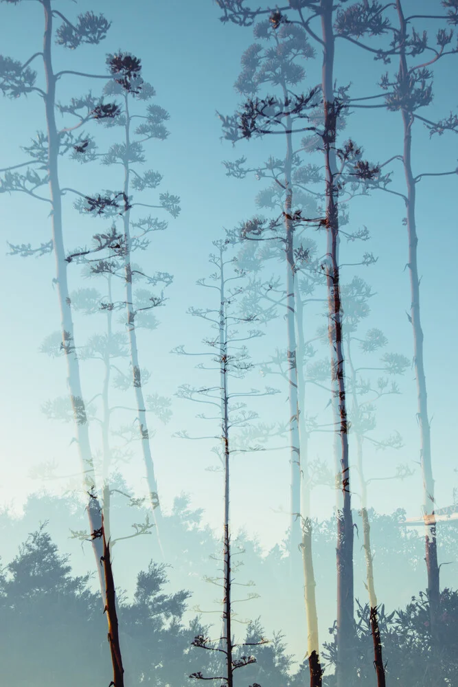 Blüten der Agave - fotokunst von Nadja Jacke