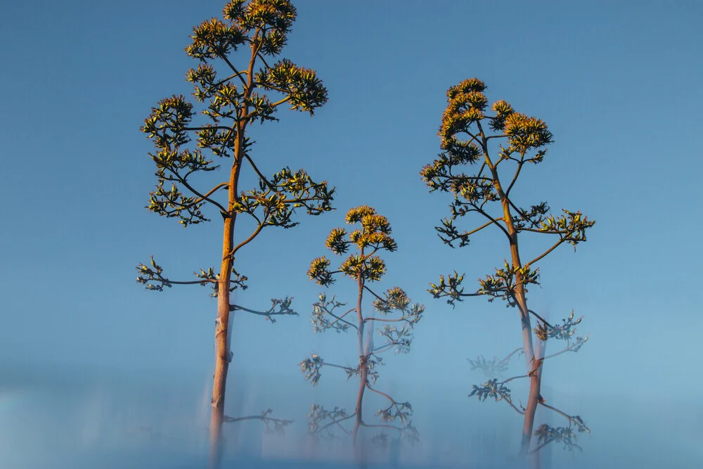 3 Blüten der Agave - fotokunst von Nadja Jacke