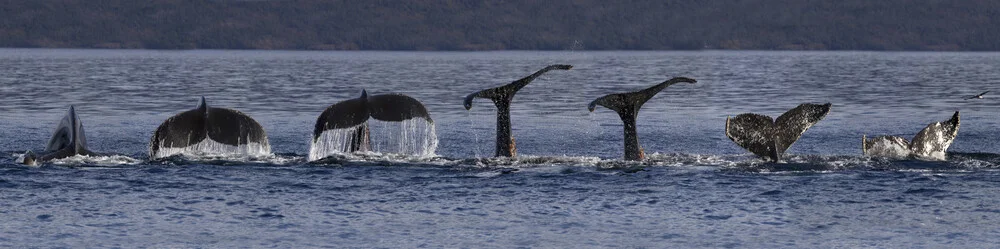 Diving humpback whale - Fineart photography by Dirk Heckmann