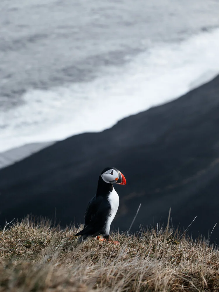 Icelandic Puffin - Fineart photography by Lyes Kachaou