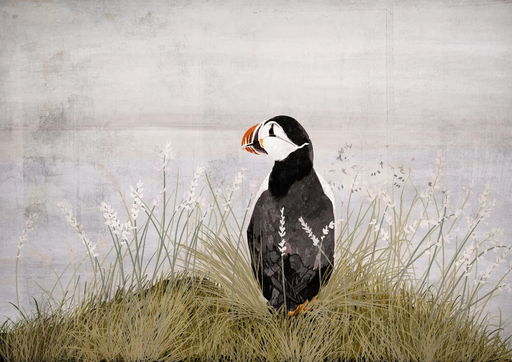 Puffin - Fineart photography by Katherine Blower