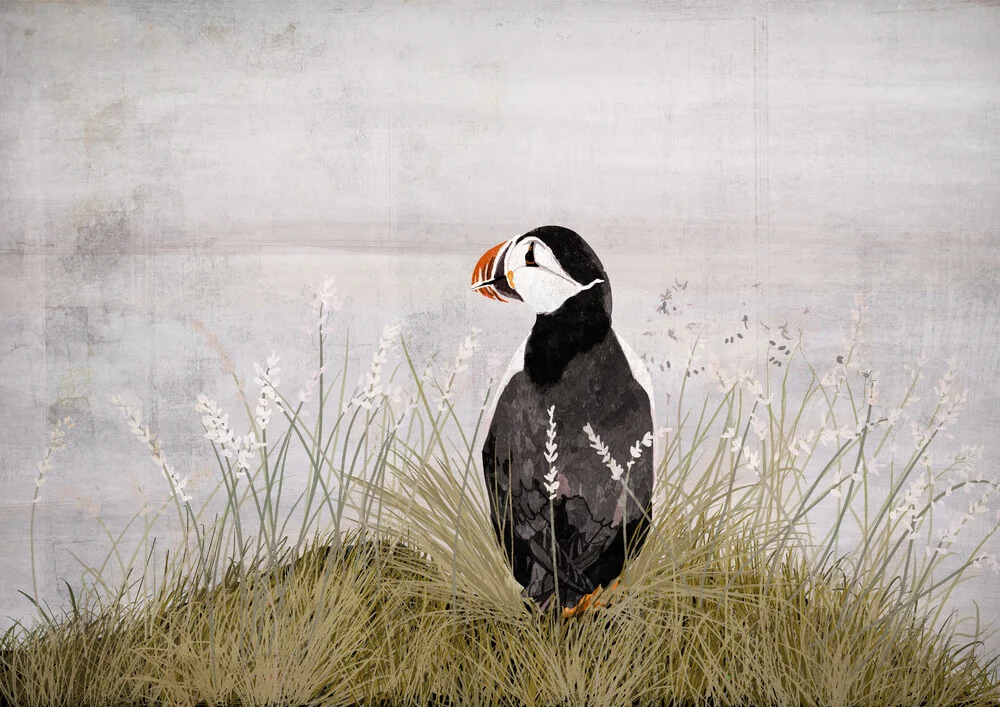 Puffin - fotokunst von Katherine Blower