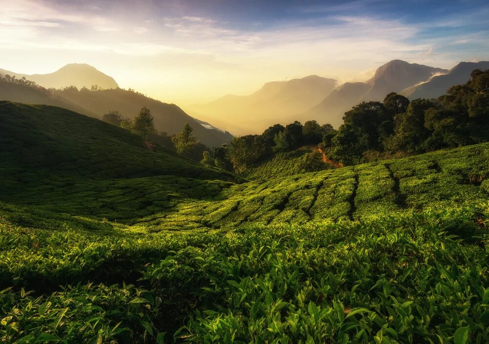 Indian Teavalley - fotokunst von Martin Morgenweck