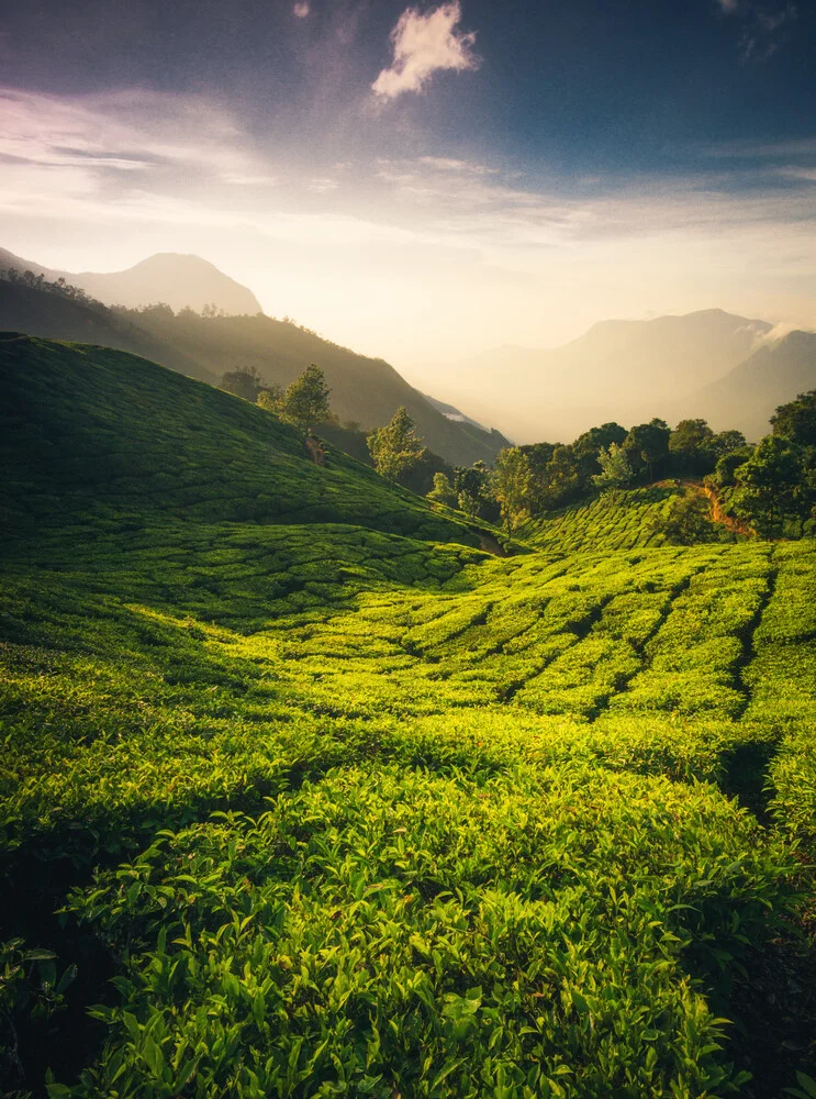 Indian Teavalley II - fotokunst von Martin Morgenweck