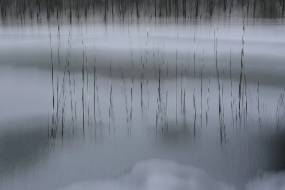 Schilf - fotokunst von Sascha Hoffmann-Wacker