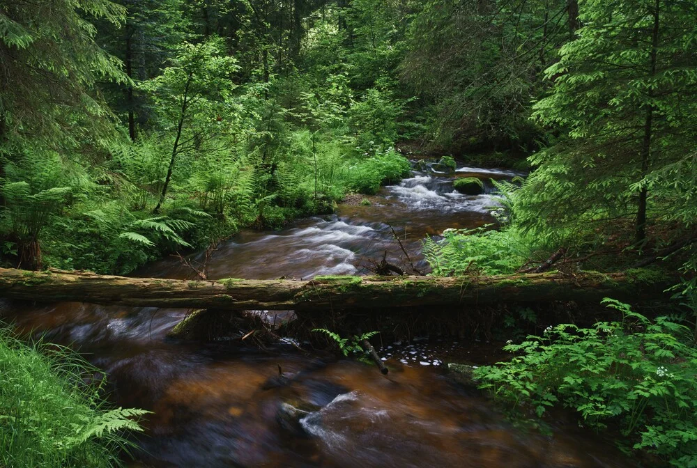 Rain Wilds - Fineart photography by Alex Wesche