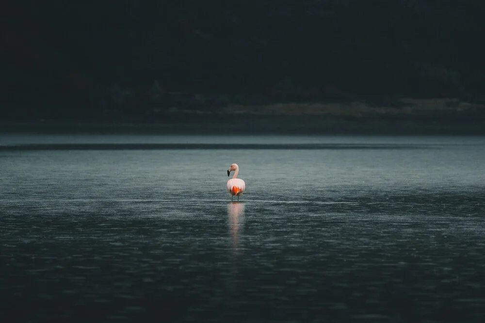 Flamingo in Patagonia - Fineart photography by Ueli Frischknecht