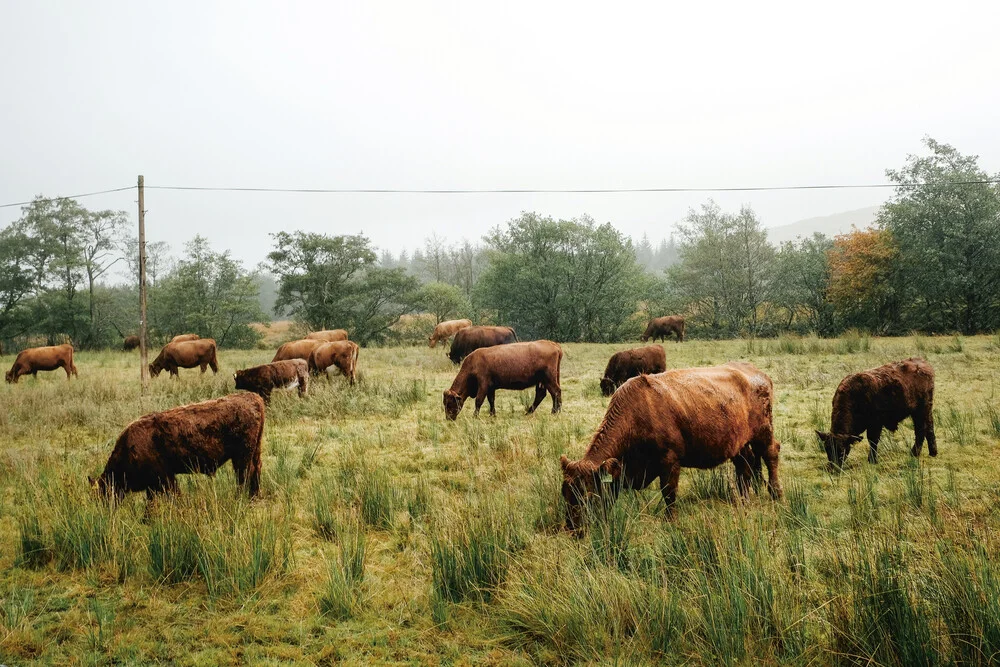 Cows, Scotland (2017) - fotokunst von Franziska Söhner