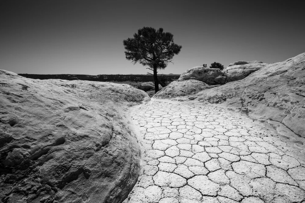 The lonely tree - fotokunst von Sebastian Worm