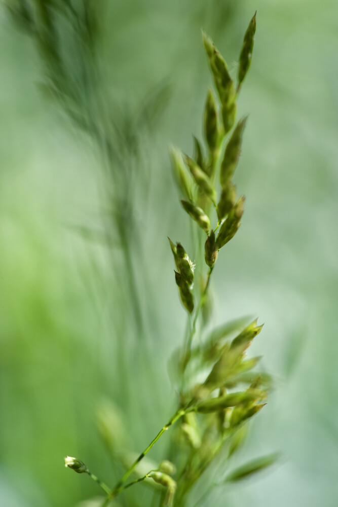 Bewegtes Gras in grün - I - fotokunst von Doris Berlenbach-Schulz